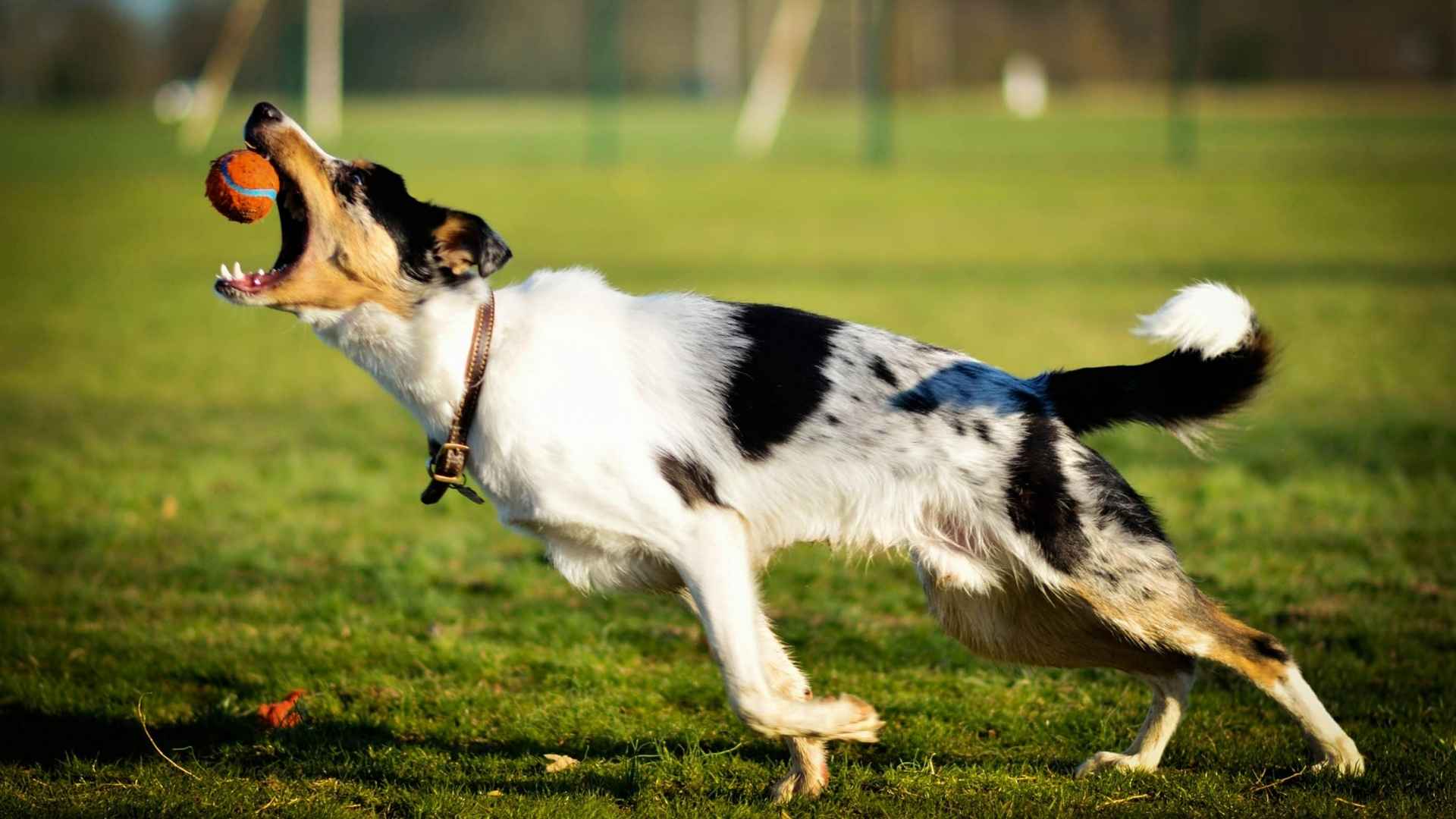 ejercicio inadecuado factor predisponente displasia de cadera